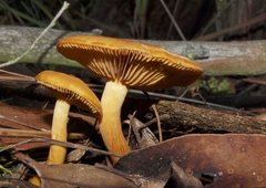 Cortinarius sinapicolor