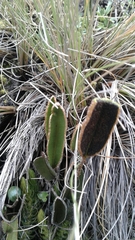 Elaphoglossum mathewsii