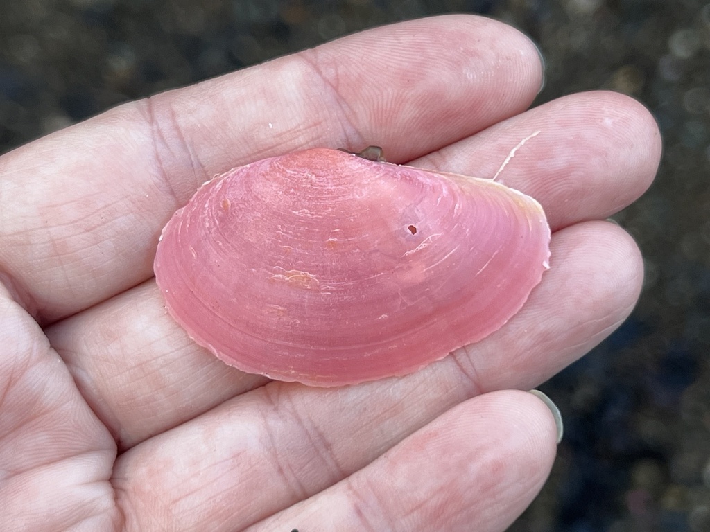 Sanguinolaria tellinoides