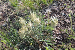 Astragalus lupulinus