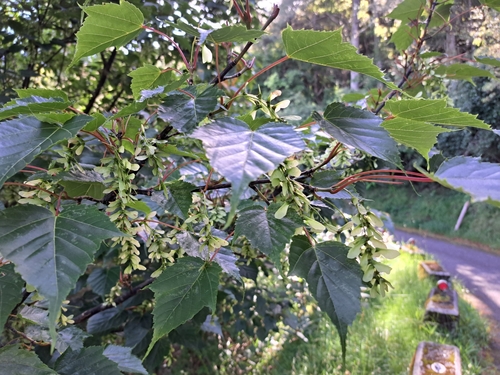Image of Acer morrisonense by (c) vrxz, some rights reserved (CC BY-SA)