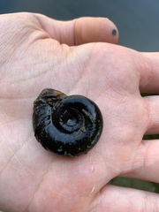 Planorbarius corneus