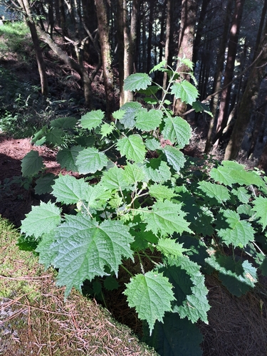 Image of Urtica thunbergiana by (c) vrxz, some rights reserved (CC BY-SA)