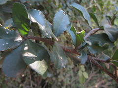 Putterlickia verrucosa