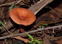 Lactarius eucalypti