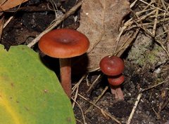 Lactarius eucalypti