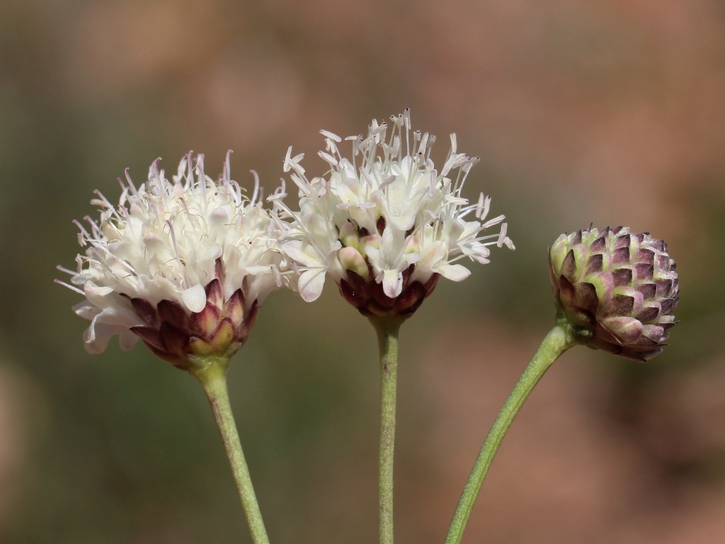 Cephalaria leucantha