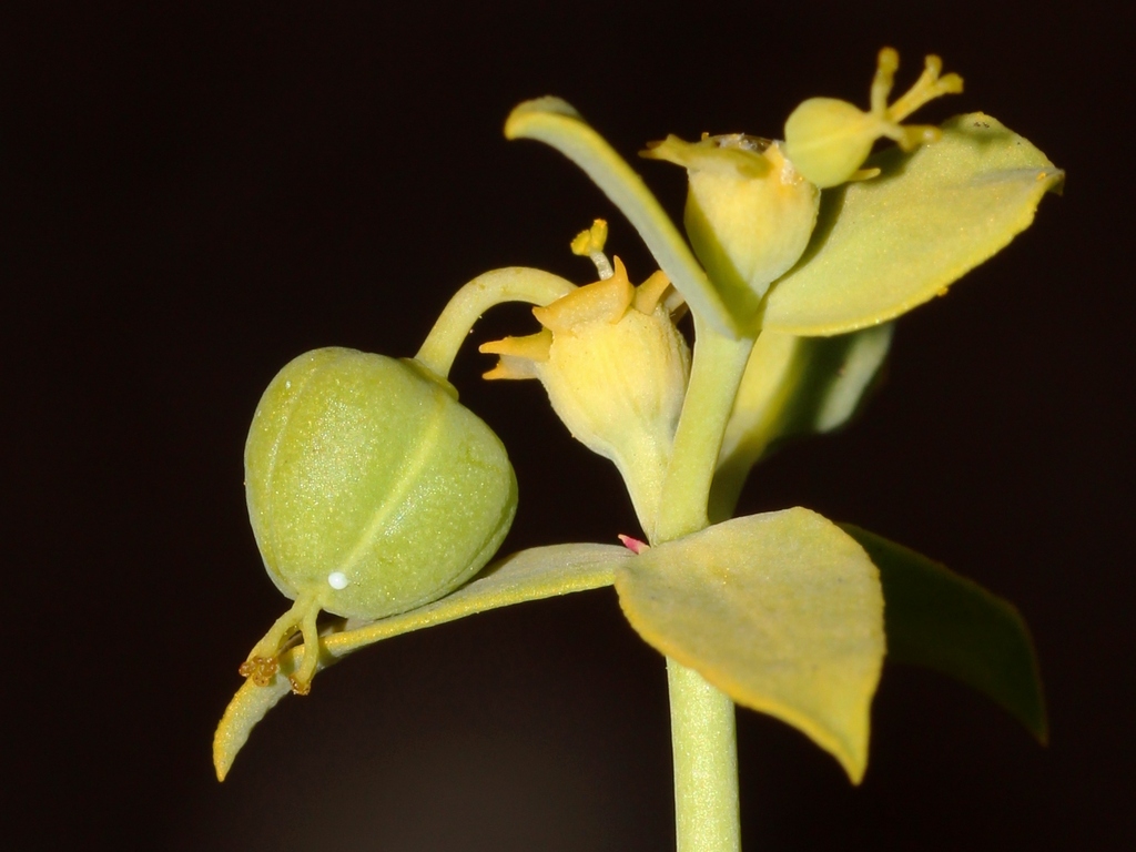 Euphorbia boetica