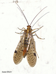 Panorpa nebulosa