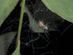 Phryganoporus candidus