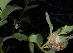 Phryganoporus candidus