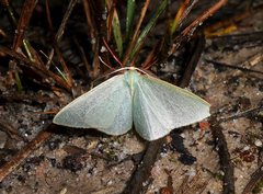 Chlorocoma assimilis