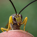 Yellow-striped Darwin Wasp - Photo (c) Experience Matters, some rights reserved (CC BY-NC), uploaded by Experience Matters