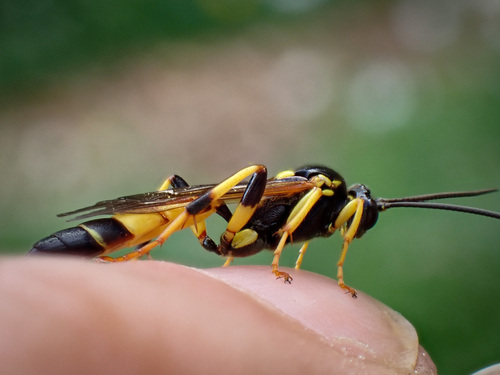 Ichneumon xanthorius, photo 5 of 10
