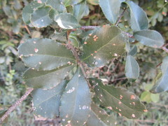 Putterlickia verrucosa