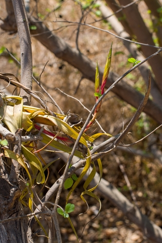 Tillandsia roland-gosselinii, photograph 4