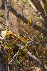 Tillandsia roland-gosselinii, photograph (c) José Javier Barrios Flores, some rights reserved (CC BY)