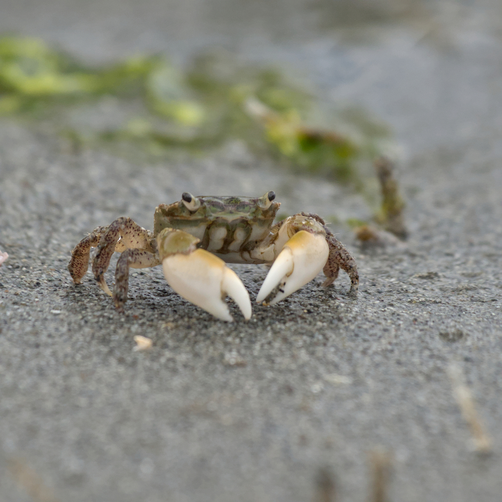 yellow shore crab