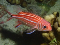 Sargocentron cornutum