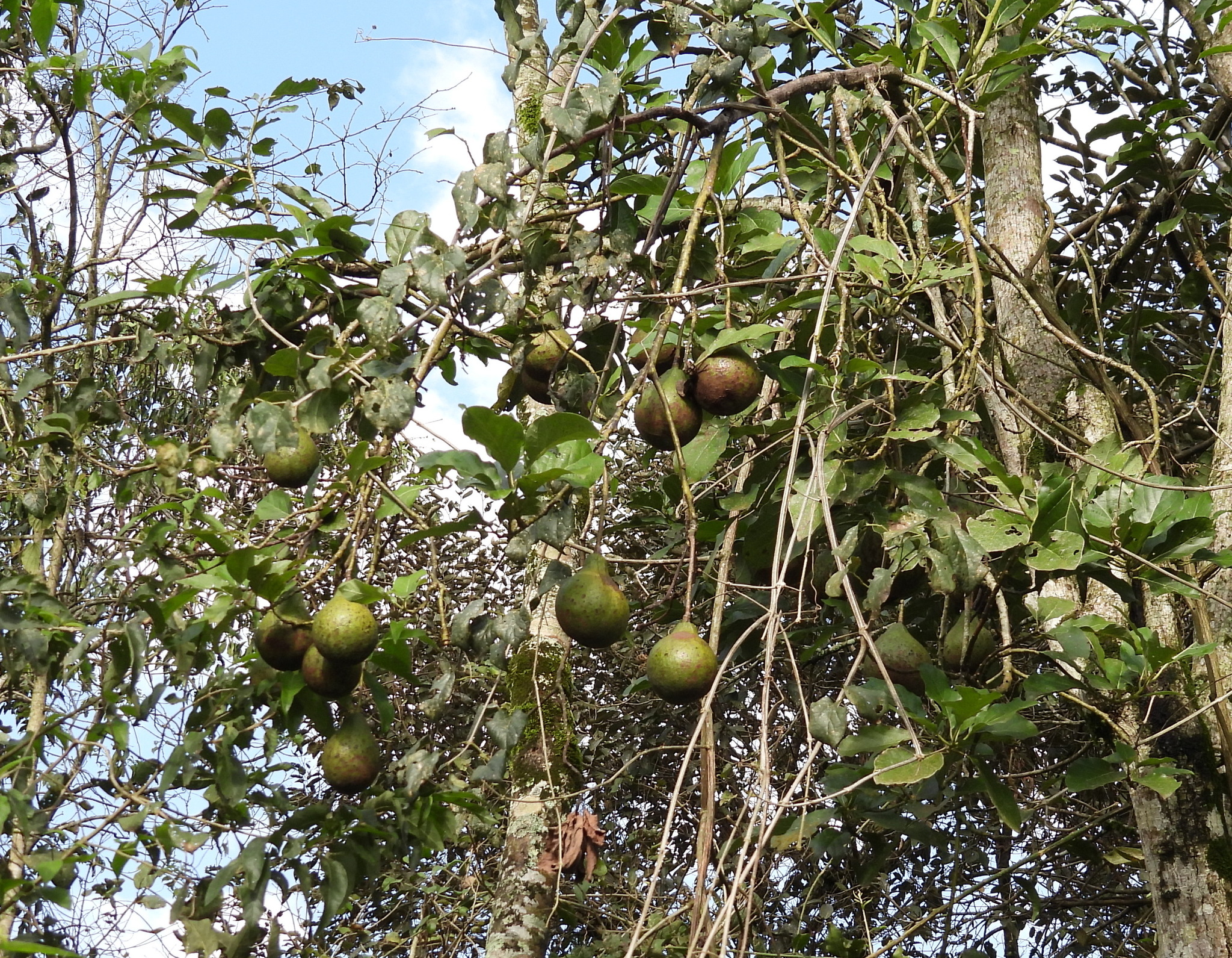 Persea americana
