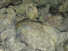 Gymnothorax richardsonii