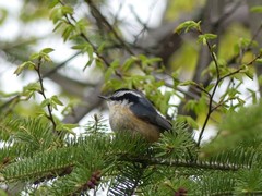 Sitta canadensis