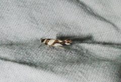 Macrobathra desmotoma