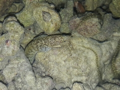 Gymnothorax richardsonii