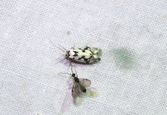 Lichenaula calligrapha