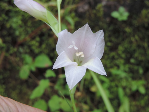 Gladiolus zambesiacus