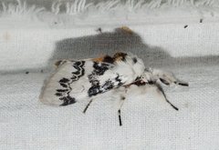 Iropoca rotundata