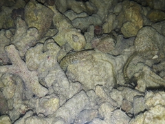 Gymnothorax richardsonii