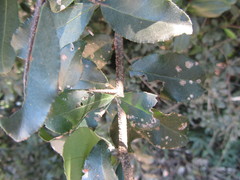 Putterlickia verrucosa