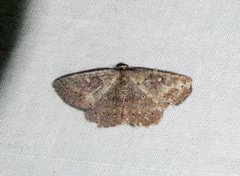Casbia melanops