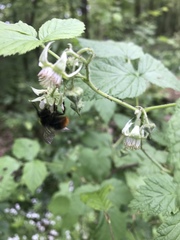 Bombus pratorum