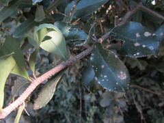 Putterlickia verrucosa