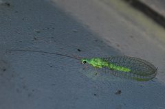 Mallada tripunctatus