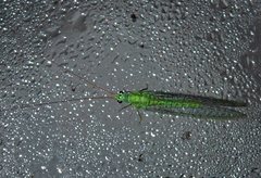 Mallada tripunctatus