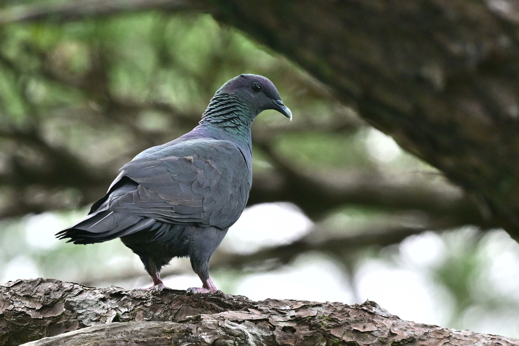 Black Wood-Pigeon photo