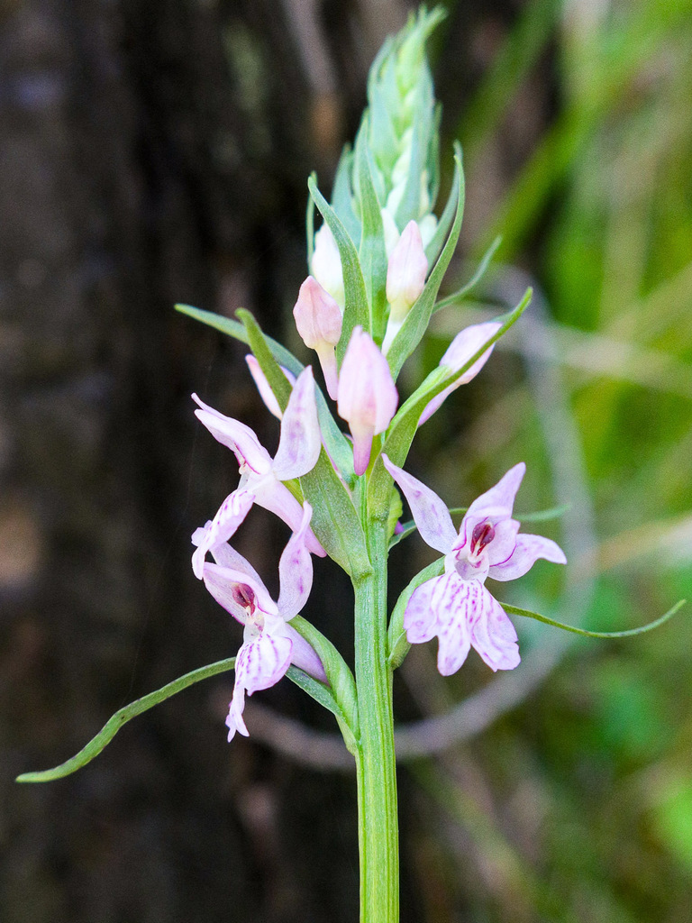 Dactylorhiza gervasiana