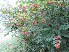 Holmskioldia sanguinea image