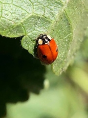 Adalia bipunctata