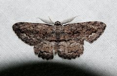 Scioglyptis canescaria