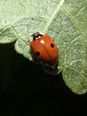 Adalia bipunctata
