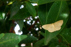 Lepidoptera