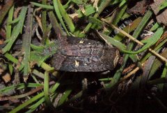 Proteuxoa bistrigula