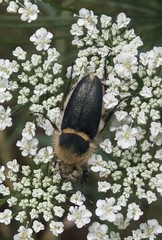 Coleoptera