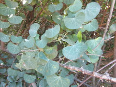 Cissampelos torulosa