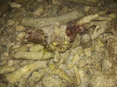 Dardanus deformis