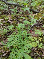 Dicentra cucullaria